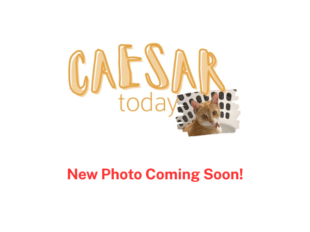 A photo of a cute ginger cat named Caesar