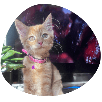 Caesar with Georgie the new cat