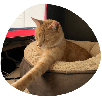 Caesar relaxing in his doughnut bed