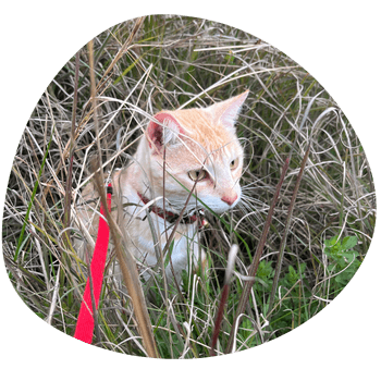 Caesar's home in Glenorie, Sydney