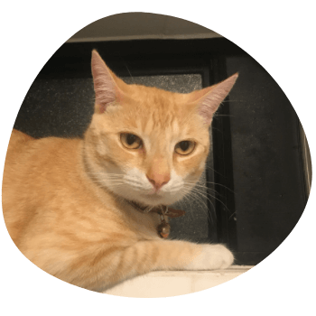 Caesar the ginger cat sitting proudly