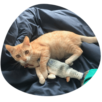 Caesar playing in a washing basket